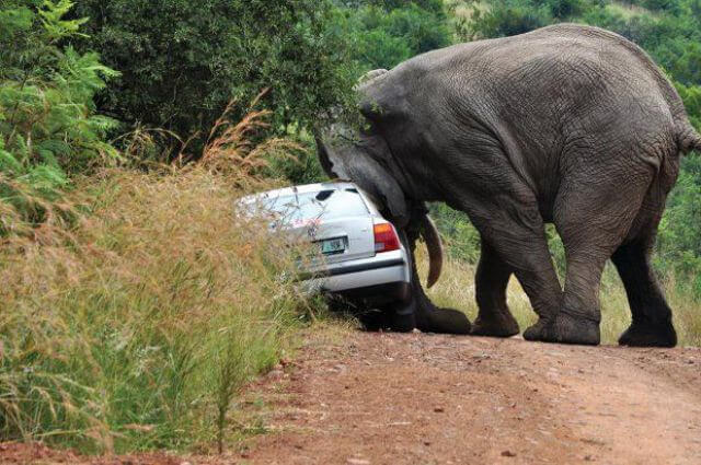 0 5 When Tooth Achy Jumbo Took Off His Anger on Poor Couple in SA