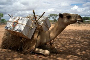 A Camel Library 300x200 A Camel Library