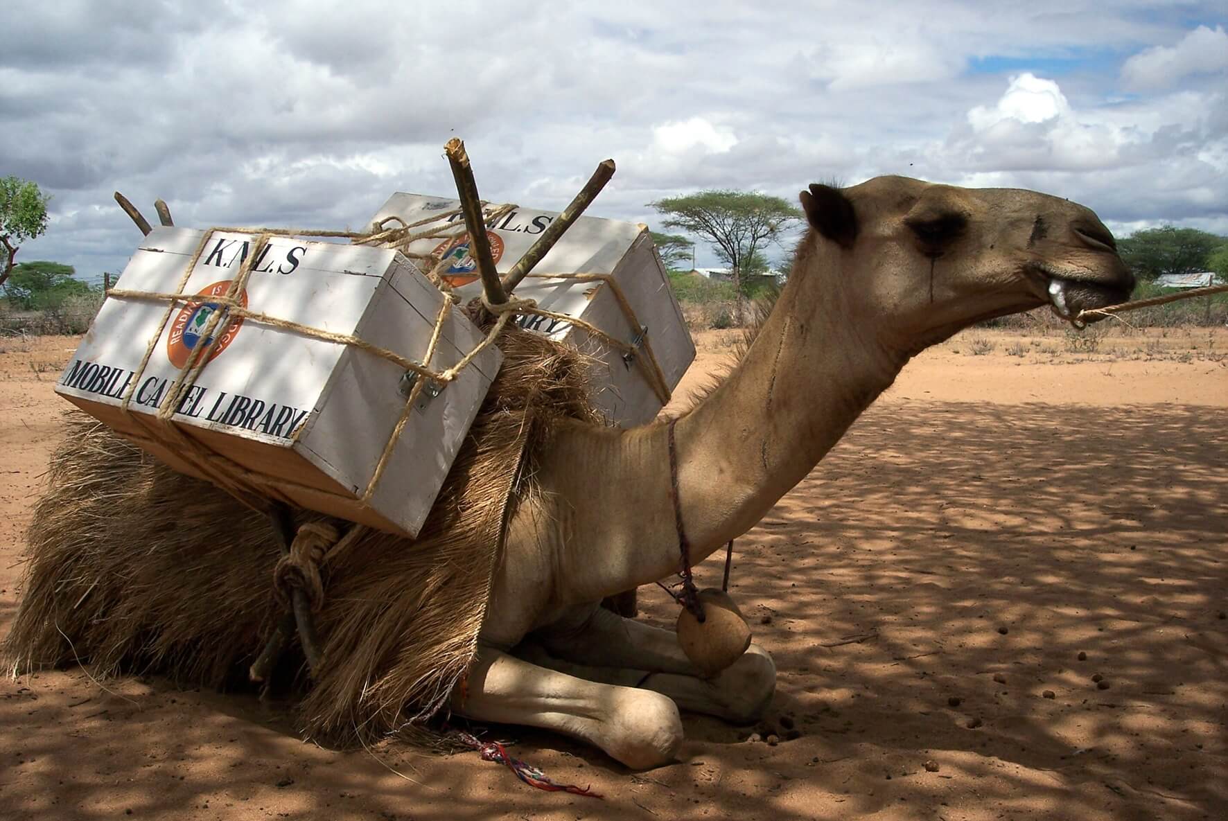 A Camel Library The Book mobile: Mobile Libraries in Kenya