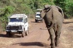 picture of a jumbo from a Tanzania safari scene
