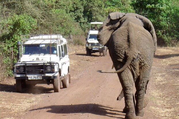 picture of a jumbo from a Tanzania safari scene