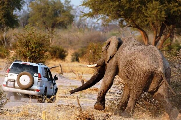 image of an angry charging African elephant
