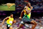 Image of Bolt on the track