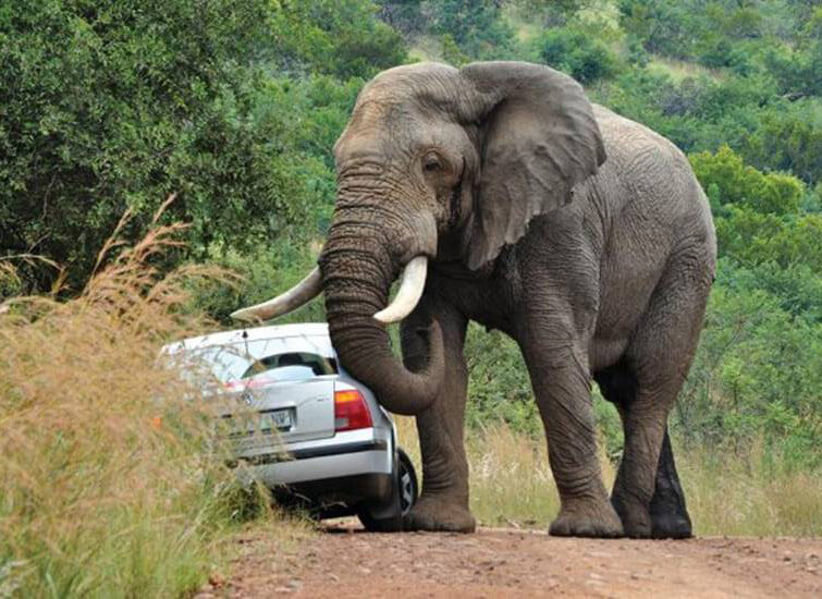elephant attacks car Animals Act Bizarre in Africa