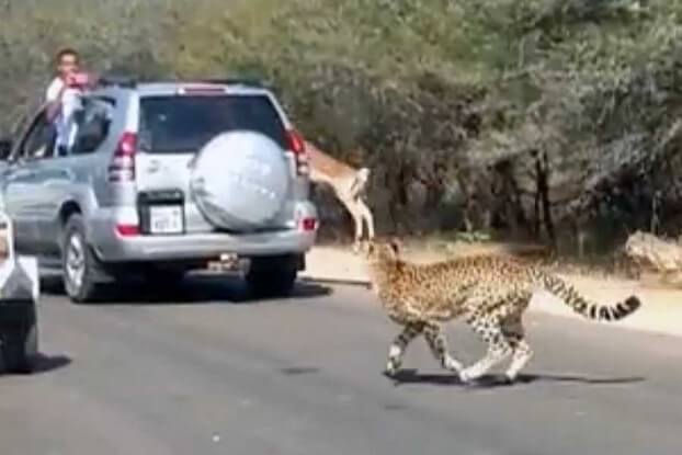 The cheetahs just got cheated by the impala.
Image Source: www.businessinsider.com