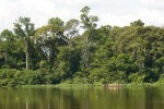 Africa is rich in many natural resources such as the equatorial rain forests.
Image Source: www.greenpeace.org