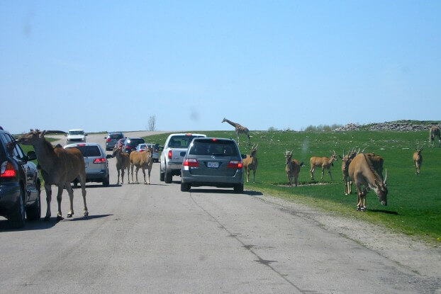 Image of African Safari