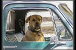 Image of big dog in car