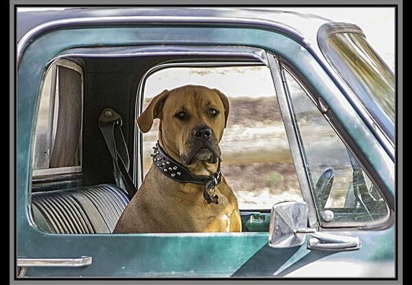 Image of big dog in car