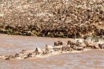 wildebeest migration in the serengeti - Image source sleepout.com